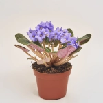 Зображення товару Сенполія мікс, артикул: 18381