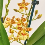 Зображення товару Камбрія мікс 2ст., артикул: 2561