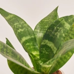 Зображення товару Сансевієрія Трифасція "Голд Фейс", артикул: 33818