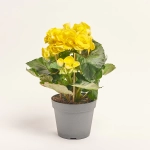 Зображення товару Бегонія мікс, артикул: 18662