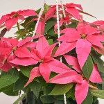 Зображення товару Пуансетія рожева підвіска, артикул: 53650