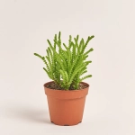 Зображення товару Сукулент мікс, артикул: 2166