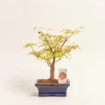 Зображення товару Бонсай в кер., артикул: 17924