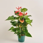 Зображення товару Антуріум Меліто, артикул: 52982