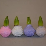 Зображення товару Гіацинт мікс у воску, артикул: 55518