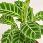 Зображення товару Калатея мікс, артикул: 56848