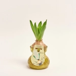 Зображення товару Гіацинт мікс у склі, артикул: 56440