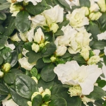 Зображення товару Азалія мікс в кер., артикул: 25146