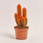 Зображення товару Кактус Рейнбов, артикул: 4578