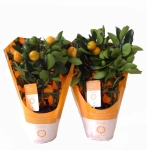 Зображення товару Цитрофортунелла мікрокарпа, артикул: 57691