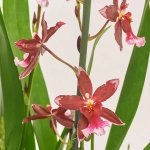 Зображення товару Буррагера Барокко Ред 5ст., артикул: 56057