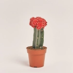 Зображення товару Гімнокаліциум мікс, артикул: 1470