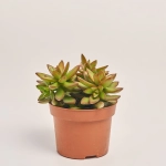 Зображення товару Сукулент мікс, артикул: 2084