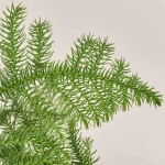 Зображення товару Араукарія Гетерофіла, артикул: 54298