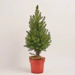 Зображення товару Ялина Десембер, артикул: 54227