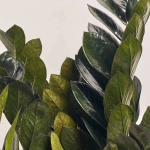 Зображення товару Заміокулькас Равен 10ст., артикул: 54949