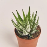 Зображення товару Хавортія Біг Бенд, артикул: 54988