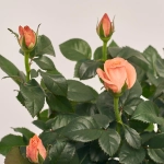 Зображення товару Троянда мікс, артикул: 1293