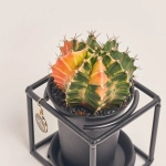 Зображення товару Гімнокаліциум Варієгатний "Дизайн Флейм" в метал. рамці, артикул: 54802