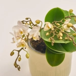 Зображення товару Фаленопсис Мф "Назаре" 4ст. в кер., артикул: 49370