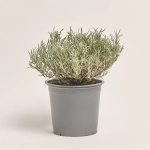 Зображення товару Мікс пряних трав, артикул: 4548