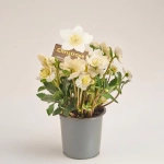 Зображення товару Хелеборус Нігер Вінтергроу, артикул: 53691