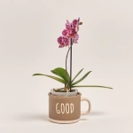 Зображення товару Фаленопсис міні 1ст. в кер., артикул: 50231