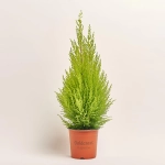 Зображення товару Кипарис Голдкрест Вілма, артикул: 19306