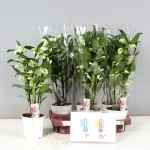 Зображення товару Дендробіум Аполлон 3ст., артикул: 56223