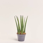 Зображення товару Сансевієрія Фернвуд, артикул: 57162