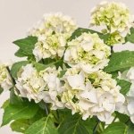 Зображення товару Гортензія блакитна 9ст., артикул: 39637