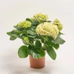 Зображення товару Гортензія мікс 5ст., артикул: 45074