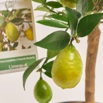 Зображення товару Цитрофортунелла мікрокарпа, артикул: 35706