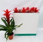 Зображення товару Гузманія Аллура, артикул: 5456