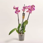 Зображення товару Фаленопсис 3ст. мікс, артикул: 1316