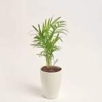 Зображення товару Хамедорея та Кашпо Сет 110, артикул: 48279