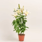 Зображення товару Лілія біла, артикул: 52201