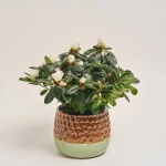 Зображення товару Азалія та Кашпо Сет 224, артикул: 53836