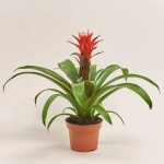 Зображення товару Гузманія Хоуп, артикул: 35376