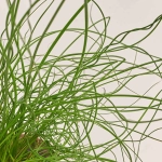 Зображення товару Юнкус Спіраліс та Кашпо Сет 342, артикул: 53737