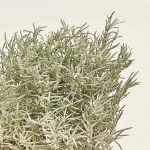 Зображення товару Мікс пряних трав, артикул: 4548