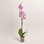Зображення товару Фаленопсис 1ст. мікс, артикул: 25274