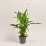 Зображення товару Спатифіллум Світ Чіко, артикул: 2285