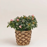 Зображення товару Азалія мікс в кашпо, артикул: 53757