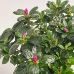 Зображення товару Азалія мікс в кер., артикул: 53757