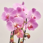 Зображення товару Фаленопсис каскад 2ст. мікс, артикул: 18513