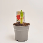 Зображення товару Амариліс мікс, артикул: 44283