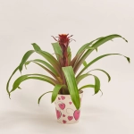 Зображення товару Гузманія Пауліна, артикул: 55220