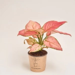 Зображення товару Аглаонема Ред Валентайн, артикул: 52721