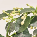 Зображення товару Стефанотіс, артикул: 14194